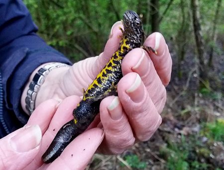 Photo of a male great crested newt trapped at the upper newt pond.