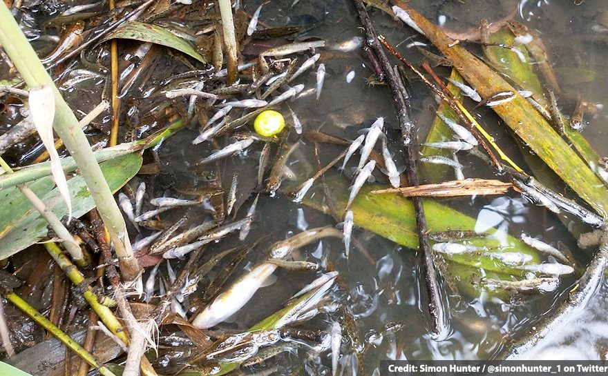Photo of dead and dying fish on the surface of a lake.