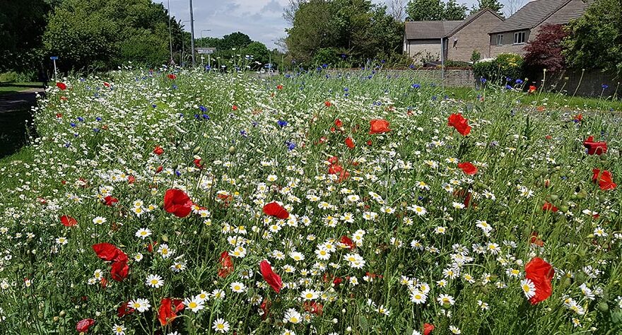 Photo of a large bed of wildflowers at the side of a road.